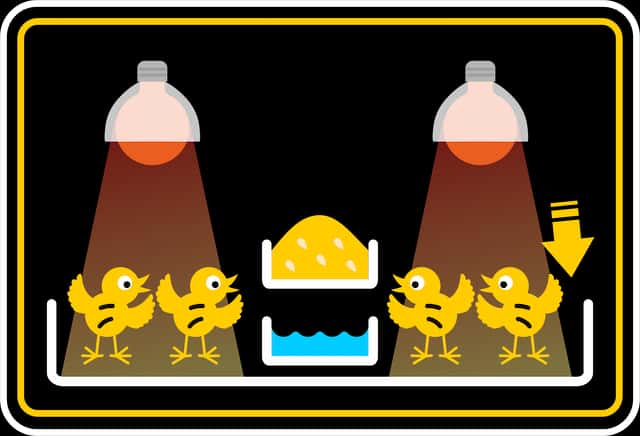 Büyütme (Brooding)