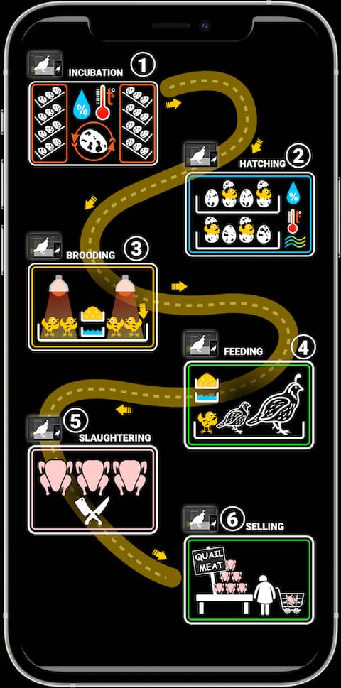 Quail Breeder Flow Map
