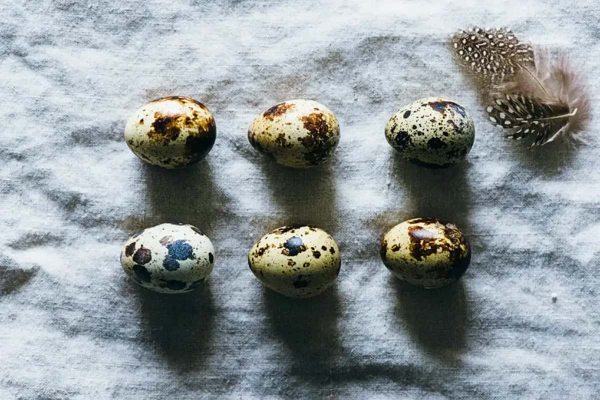 Quail eggs pattern